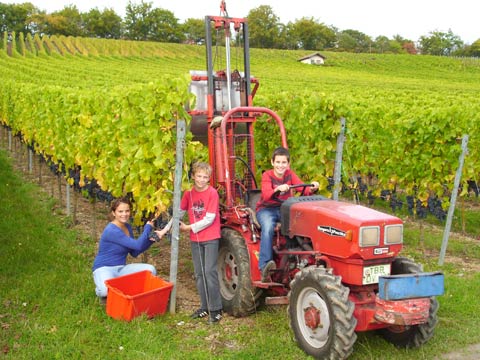 Weinlese in unserem Weinberg