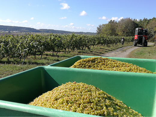 Trauben aus unserem Weinberg